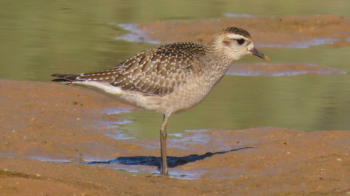 Pluvialis dominica observed 2026-10-28