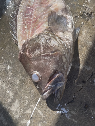 Epinephelus observed 2026-10-28