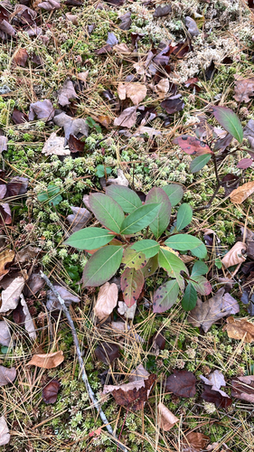 Viburnum observed 2026-10-28