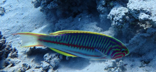 Thalassoma observed 2026-10-28