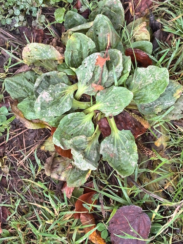 Plantago major observed 2026-10-28
