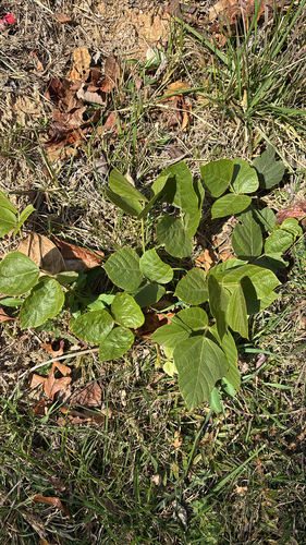 Pueraria montana observed 2026-10-28