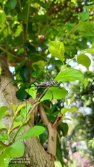 Macrochenus isabellinus