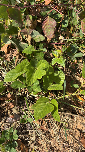 Pueraria montana observed 2026-10-28