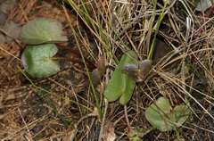 Centella cordifolia