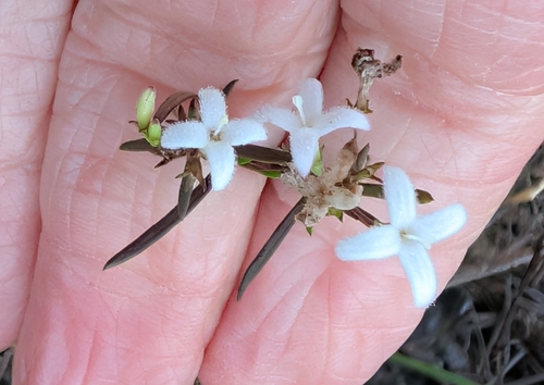 Stenaria nigricans observed 2026-10-28