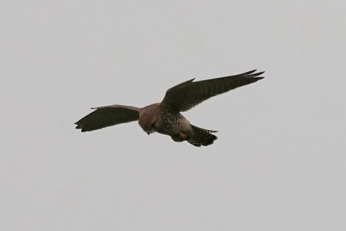 Falco tinnunculus observed 2026-10-28