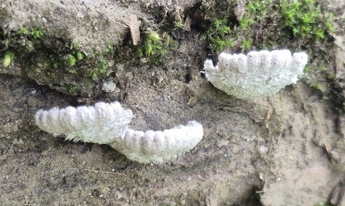 Schizophyllum commune observed 2026-10-28