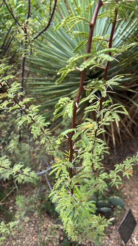 Vachellia farnesiana observed 2026-10-28