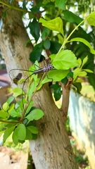 Macrochenus isabellinus