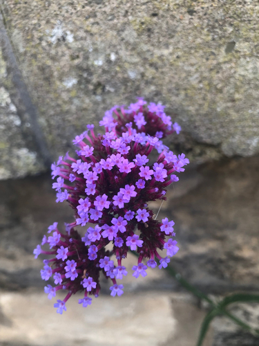 Verbena bonariensis observed 2026-10-28