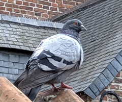 Columba livia domestica