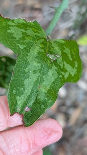 Smilax observed 2026-10-28