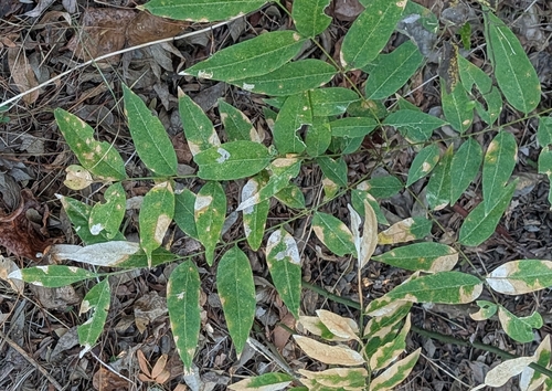 Sapindus saponaria observed 2026-10-28