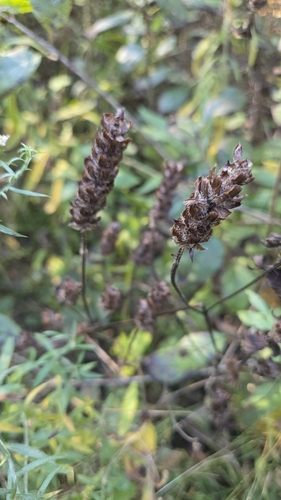 Prunella vulgaris observed 2026-10-28