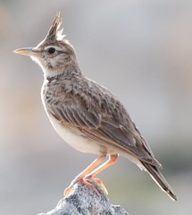 Galerida cristata meridionalis