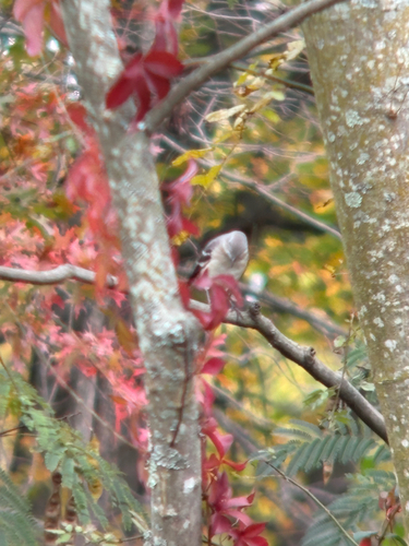 Mimus polyglottos observed 2026-10-28
