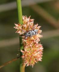 Juncus australis