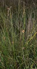 Juncus australis