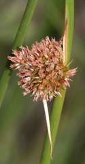 Juncus australis