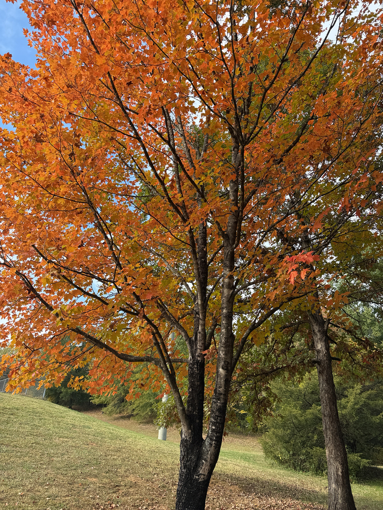 A photograph taken in North Carolina on Oct 28, 2026, where the observer’s point is approximate.