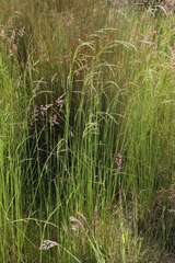 Amphibromus nervosus