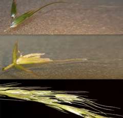 Amphibromus nervosus