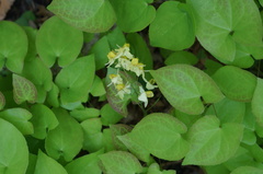 Epimedium × versicolor