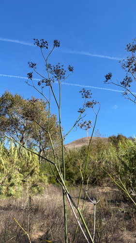 Foeniculum vulgare observed 2026-10-28