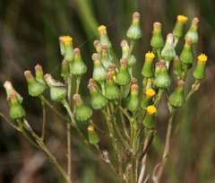 Senecio psilocarpus