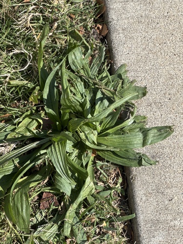 Plantago lanceolata observed 2026-10-28