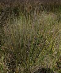 Carex tereticaulis