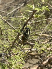 Julodis fimbriata lacunosa