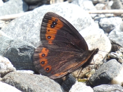 Erebia triarius