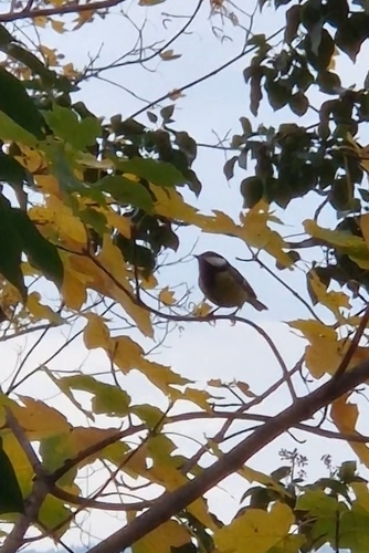 Parus major observed 2026-10-28