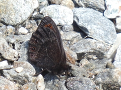 Erebia triarius
