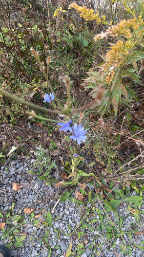 Cichorium intybus observed 2026-10-28