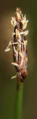 Eleocharis acuta