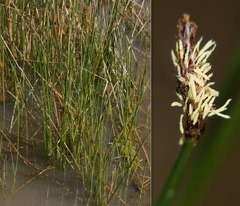 Eleocharis acuta