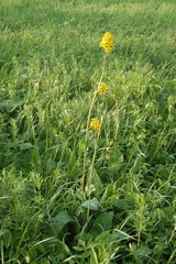 Ligularia glauca