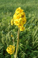 Ligularia glauca