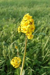 Ligularia glauca