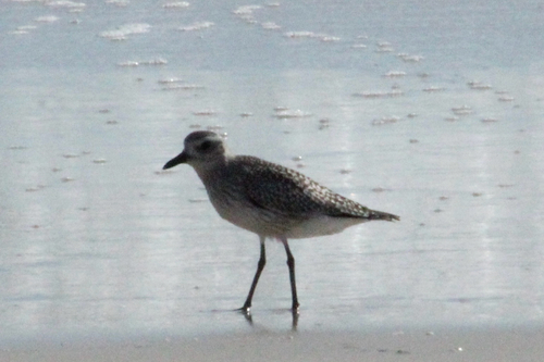 Pluvialis squatarola observed 2026-10-28