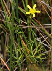 Ranunculus inundatus