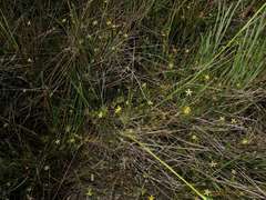 Ranunculus inundatus