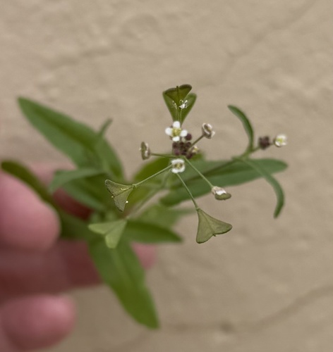 Capsella bursa-pastoris observed 2026-10-28