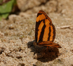 Pantoporia