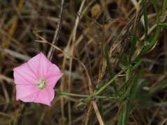 Convolvulus angustissimus