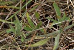 Convolvulus angustissimus