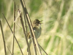 Acrocephalus palustris